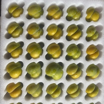 贵州六马蜂糖李