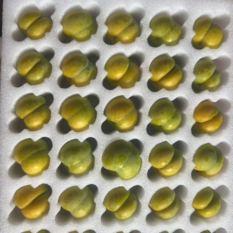 贵州六马蜂糖李