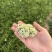 韭菜花