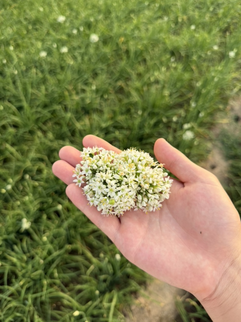 韭菜花