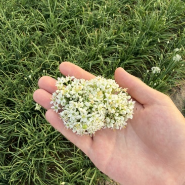韭菜花