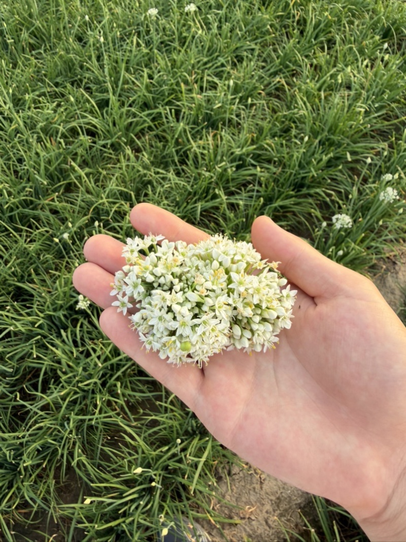 韭菜花