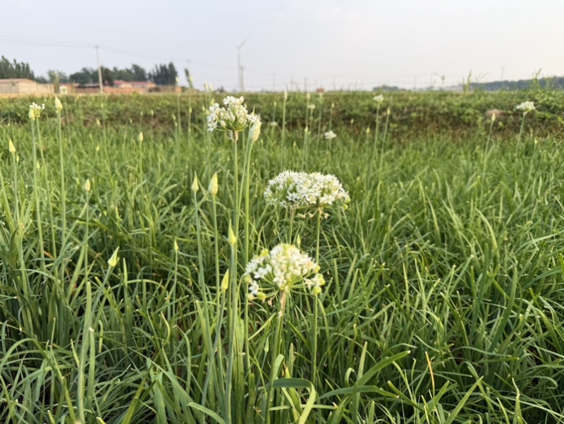 韭菜花