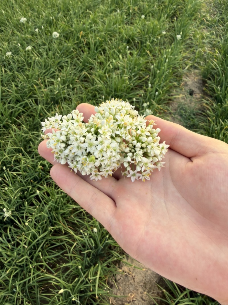 韭菜花