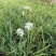 韭菜花