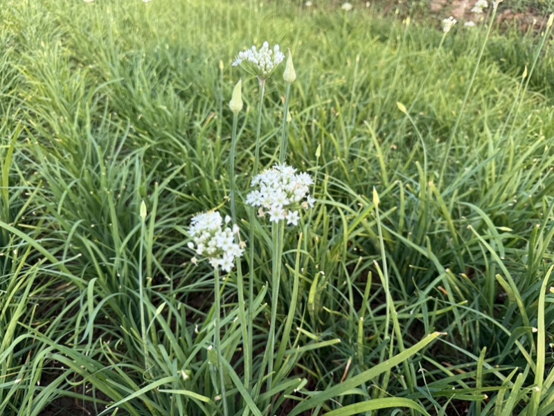 韭菜花