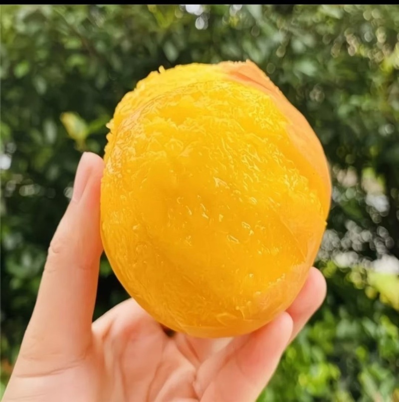 山东蒙阴黄金蜜桃黄油桃毛桃蟠桃对接电商一件代发溯源直播