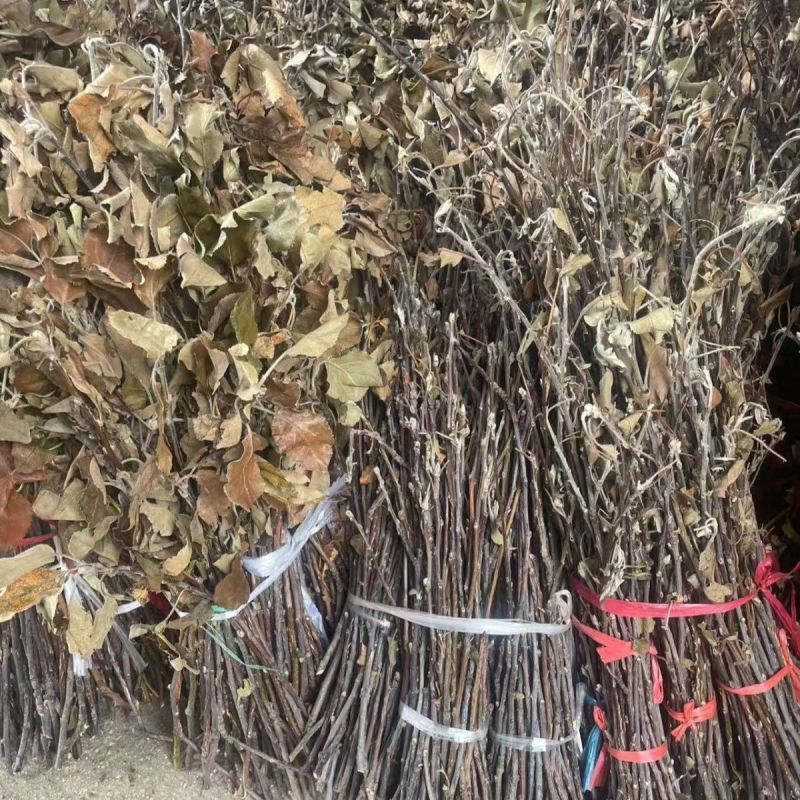 金蝉枝条金蝉孵化苹果枝条喷水既出金蝉