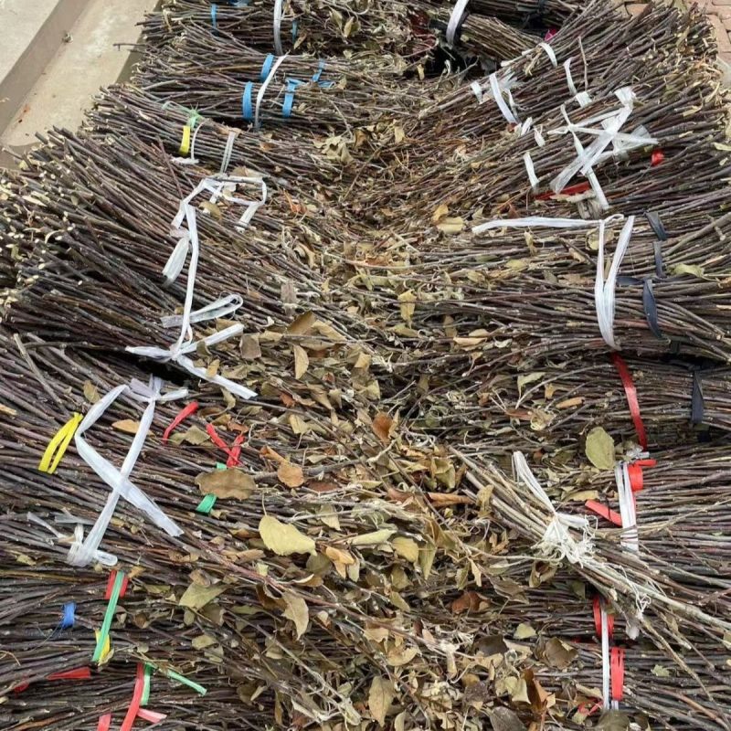 金蝉枝条金蝉孵化苹果枝条喷水既出金蝉