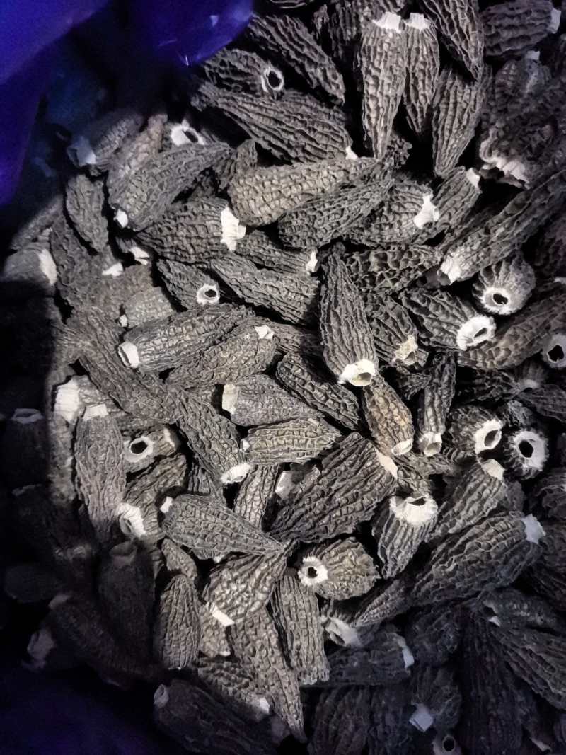 羊肚菌，产地发货，各种尺寸大小，精品通货，视频看过