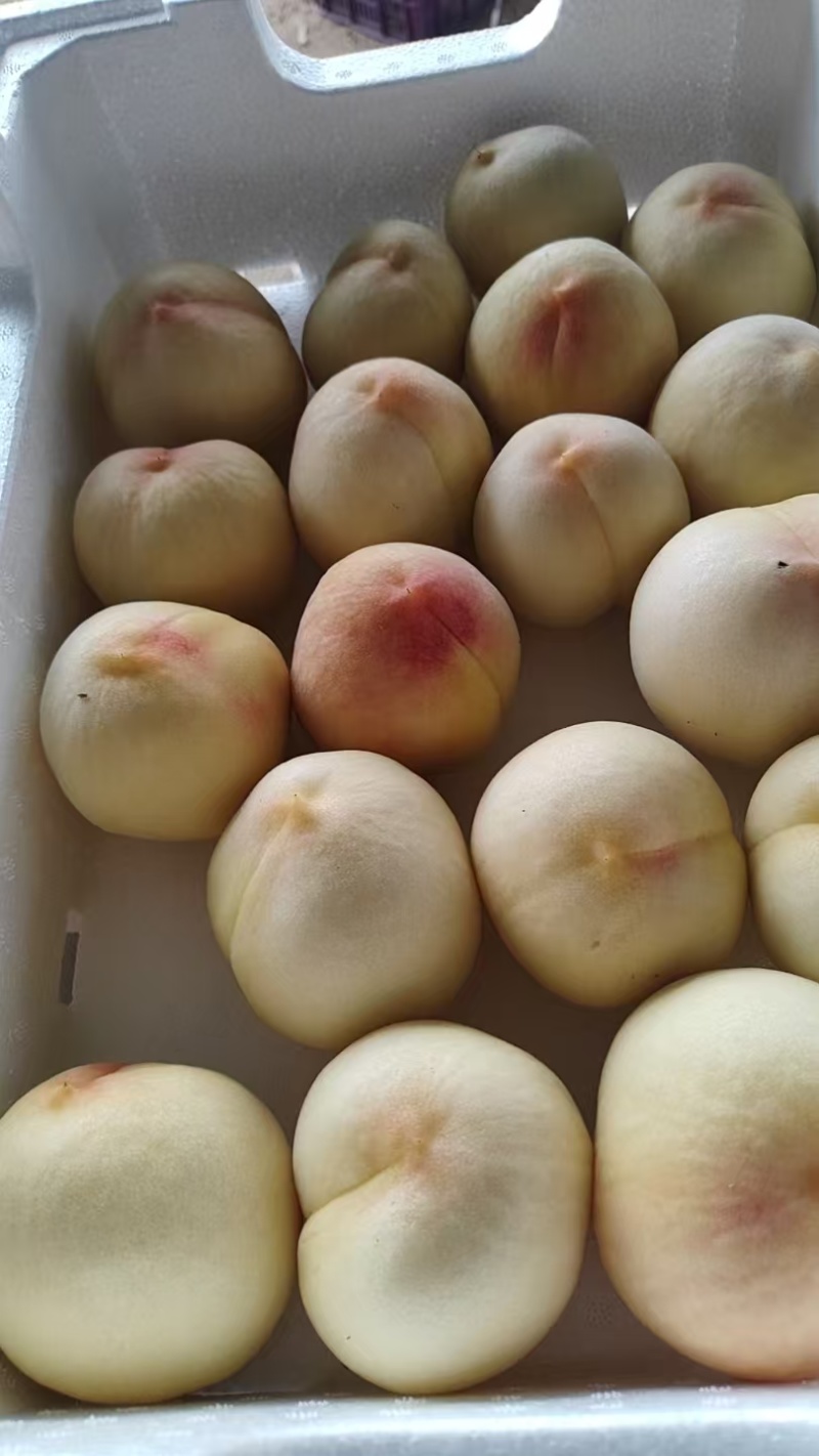 江苏突围水蜜桃价格美丽质量好走货快量大从优欢迎采购