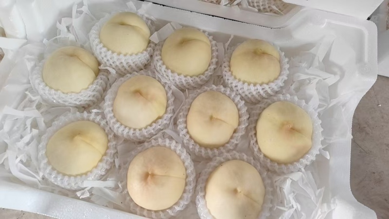 江苏突围水蜜桃价格美丽质量好走货快量大从优欢迎采购
