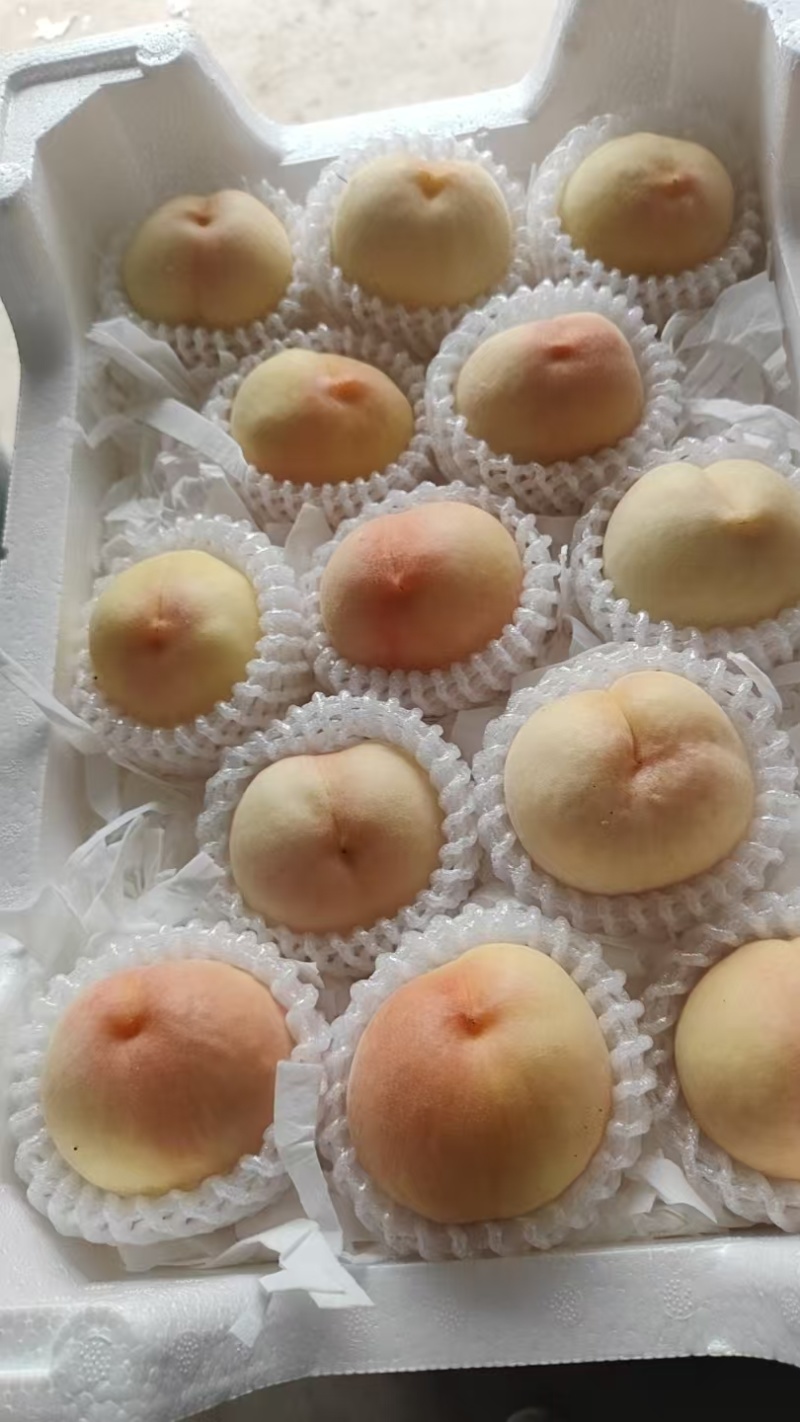 江苏突围水蜜桃价格美丽质量好走货快量大从优欢迎采购