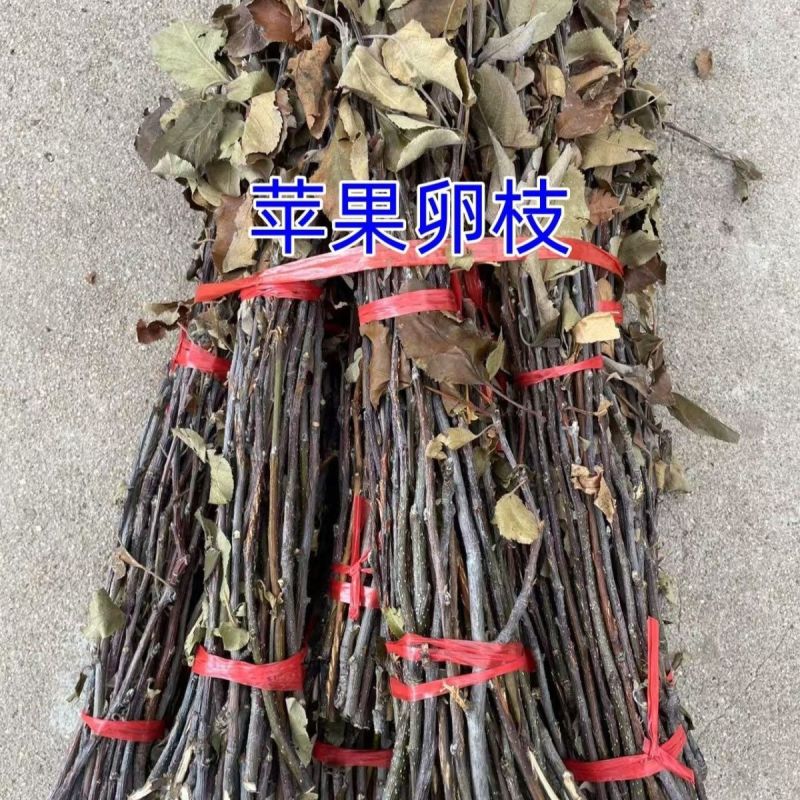 金蝉枝条喷水既出金蝉苹果树枝条
