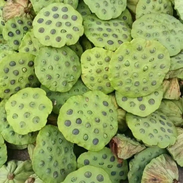 茶色草莲子，新鲜莲蓬全国各地直飞海南莲蓬莲子，老莲蓬