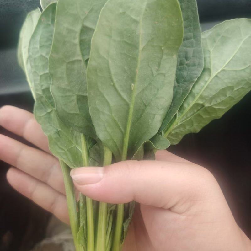 【推荐】河南菠菜趴地菠菜产地直发货源充足可视频看货