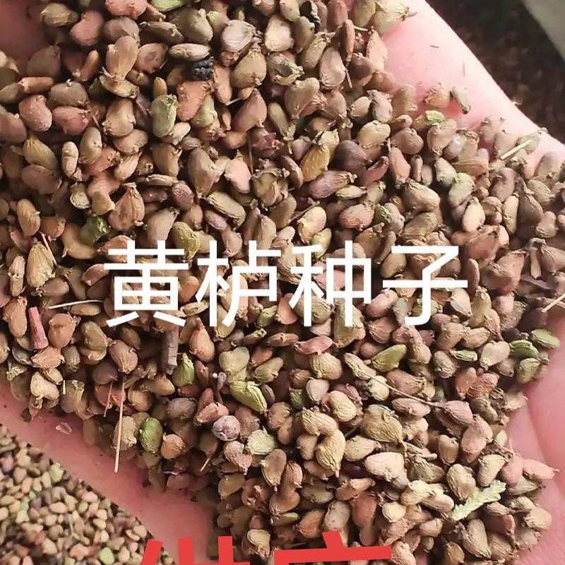 黄枦种子