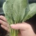 【推荐】河南菠菜趴地菠菜产地直发货源充足可视频看货