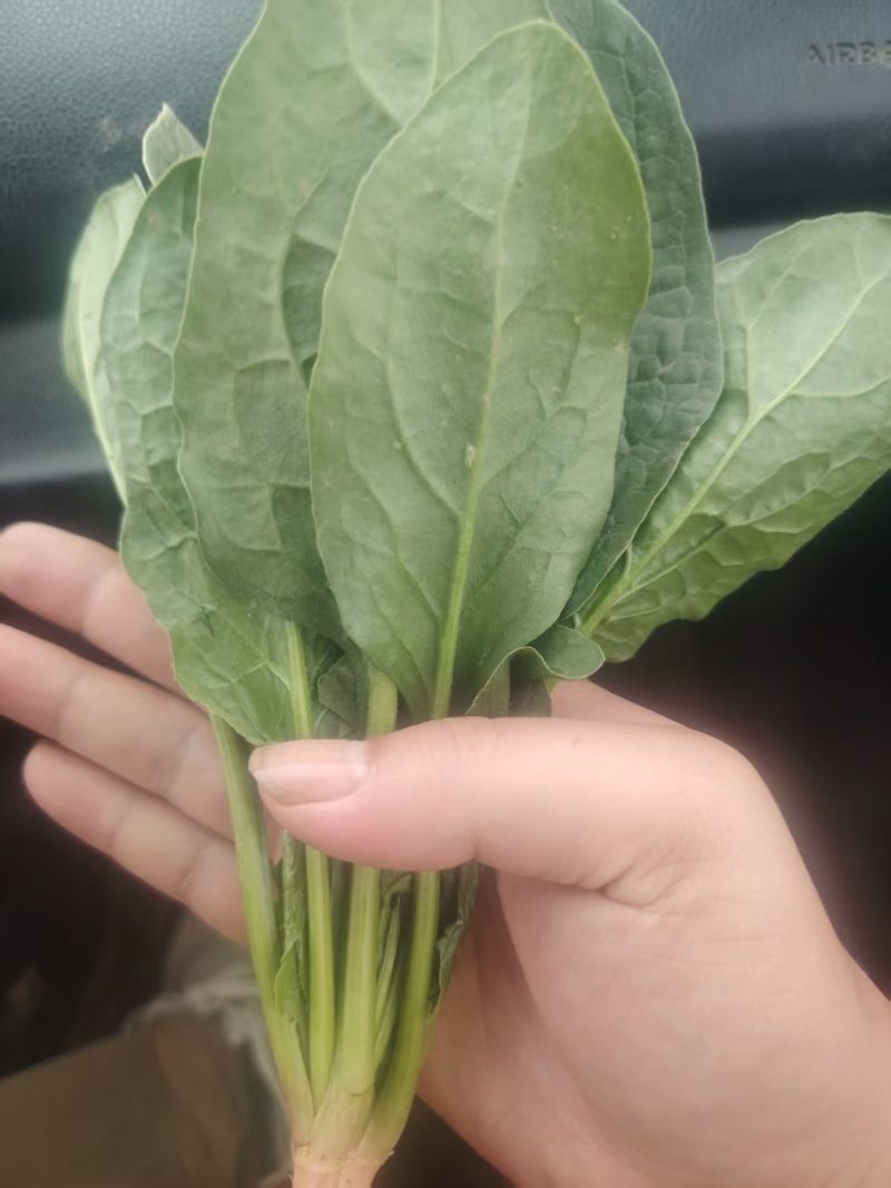 【推荐】河南菠菜趴地菠菜产地直发货源充足可视频看货