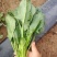 【推荐】河南菠菜趴地菠菜产地直发货源充足可视频看货
