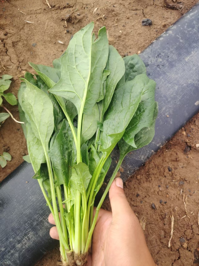 【推荐】河南菠菜趴地菠菜产地直发货源充足可视频看货