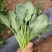 【推荐】河南菠菜趴地菠菜产地直发货源充足可视频看货