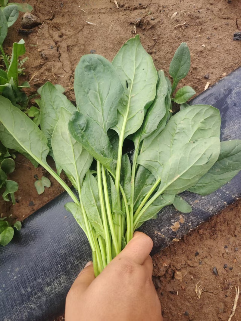 【推荐】河南菠菜趴地菠菜产地直发货源充足可视频看货