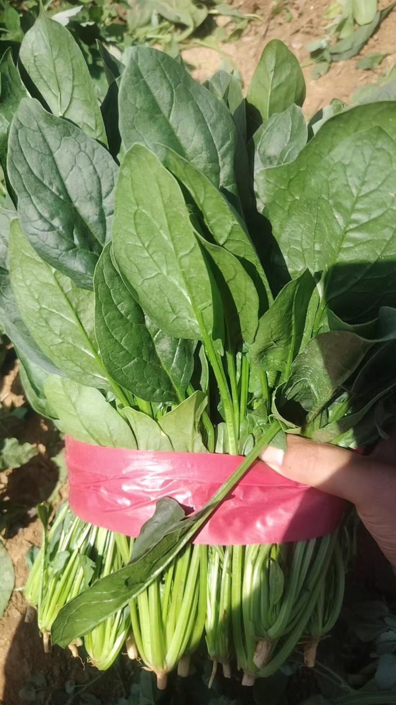 【推荐】河南菠菜趴地菠菜产地直发货源充足可视频看货