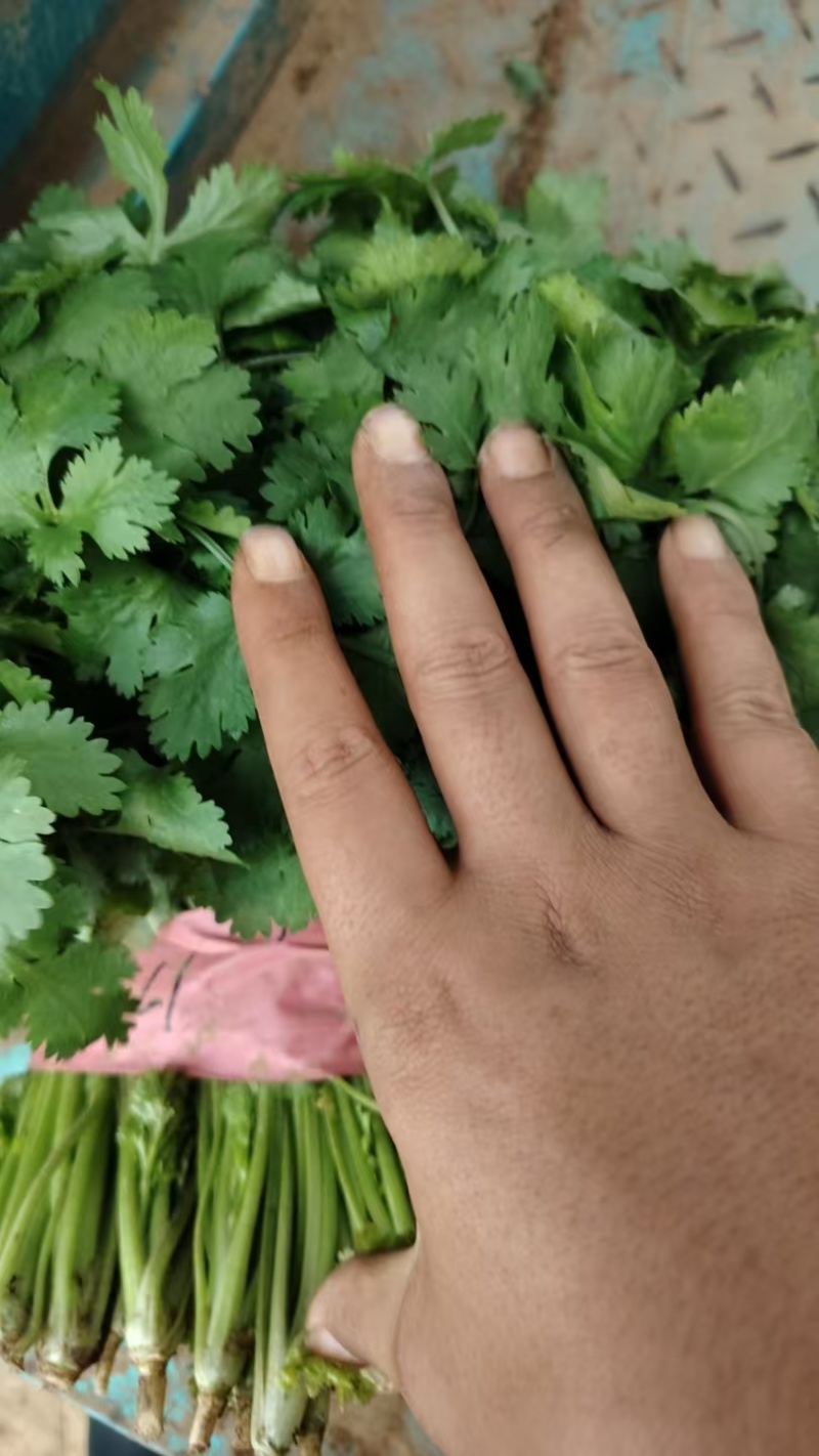 【热卖】河南香菜大叶香菜货源充足全国发货对接批发商