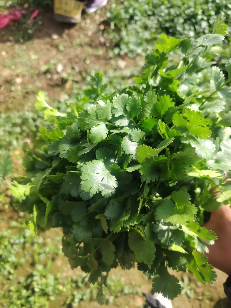 【热卖】河南香菜大叶香菜货源充足全国发货对接批发商
