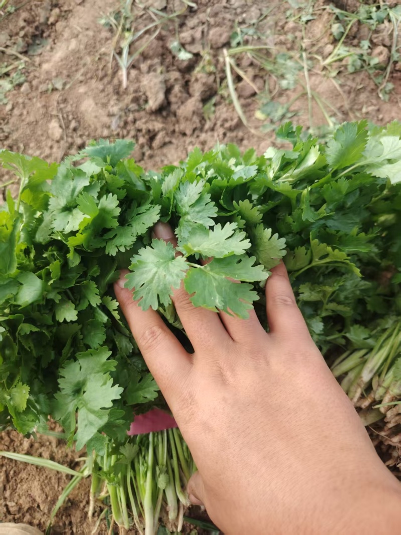 【热卖】河南香菜大叶香菜货源充足全国发货对接批发商