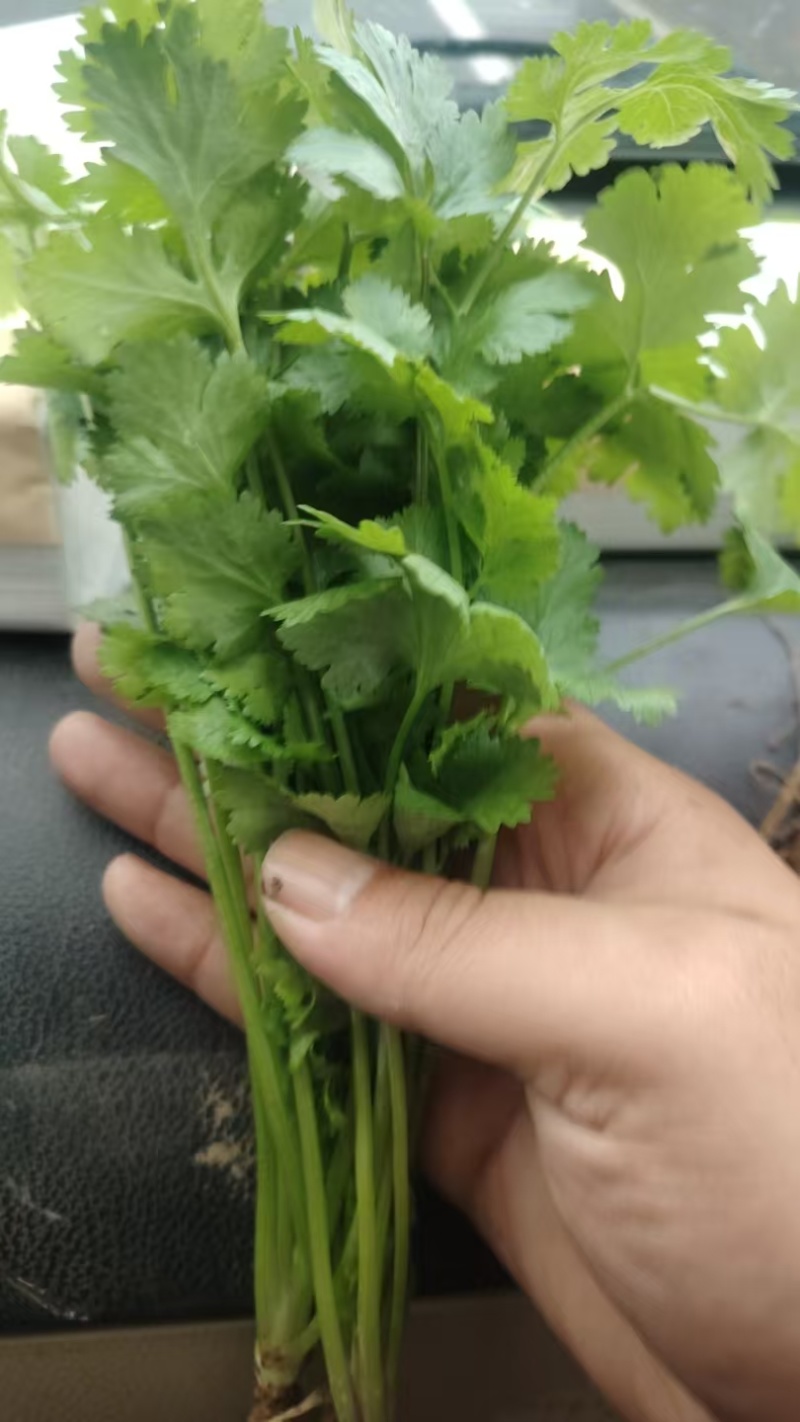 【热卖】河南香菜大叶香菜货源充足全国发货对接批发商