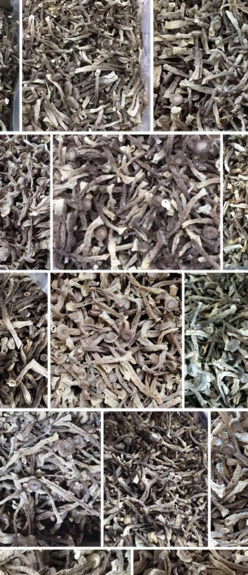 鹿茸菇，炖汤，炒肉，火锅皆可使用，对接电商，酒店地摊等