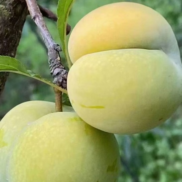 贵州六马蜂糖李