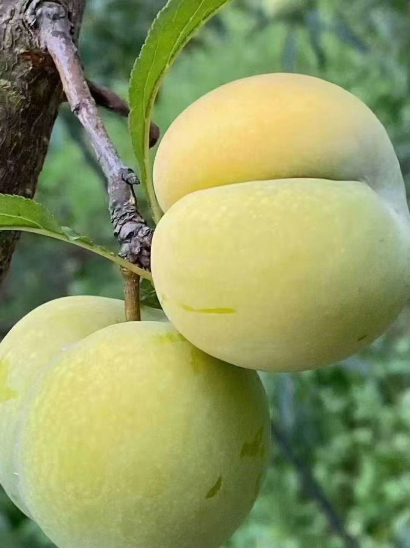 贵州六马蜂糖李