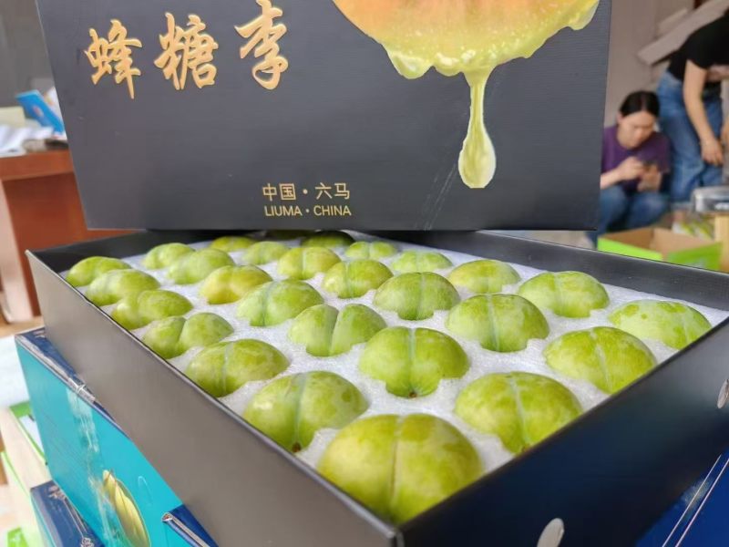 贵州六马蜂糖李