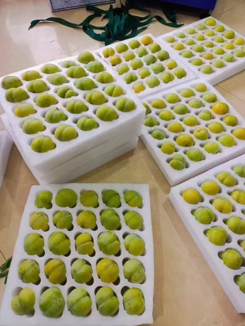 贵州六马蜂糖李