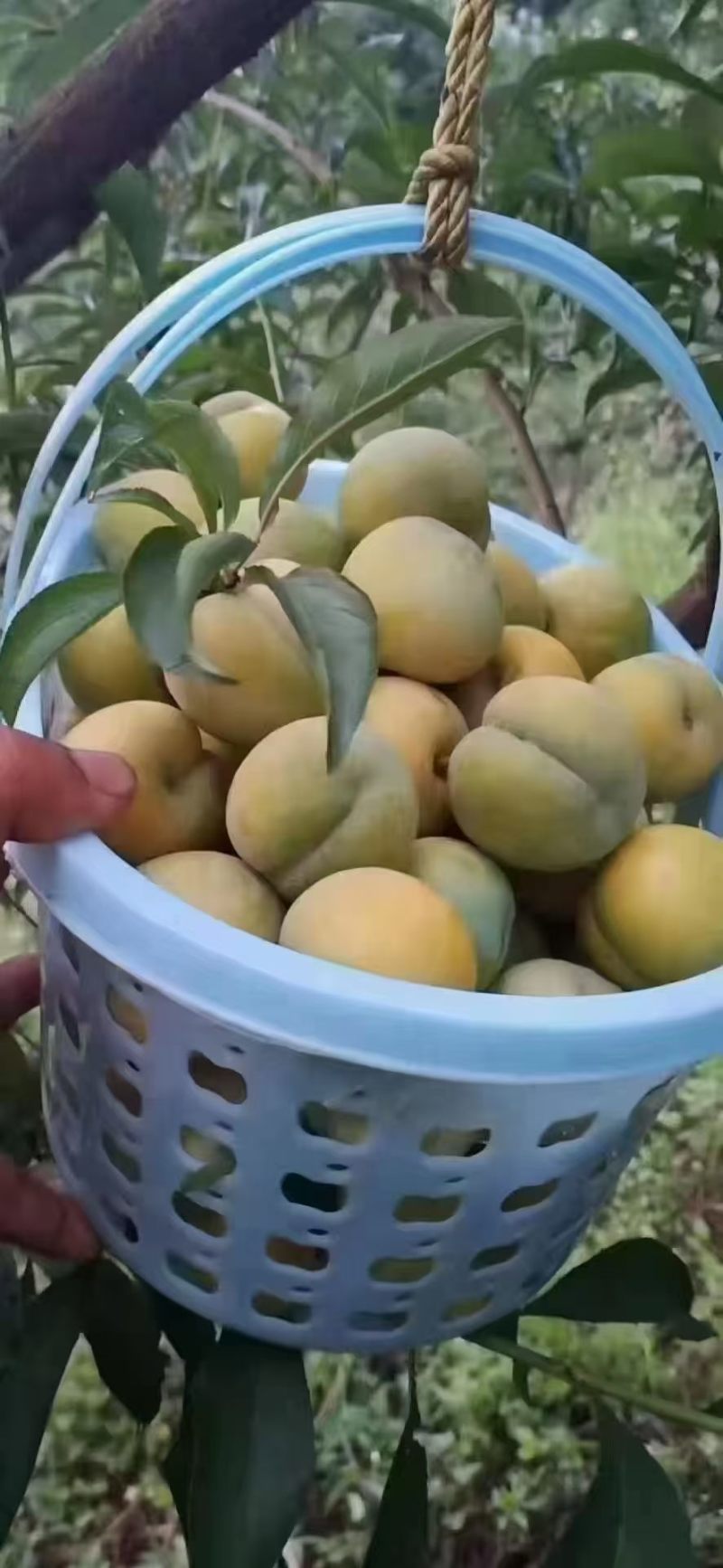 贵州六马蜂糖李