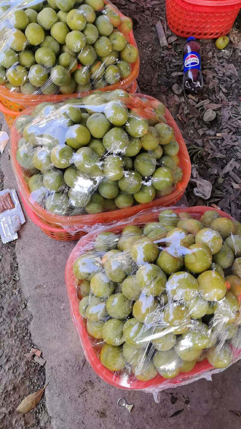 贵州六马蜂糖李