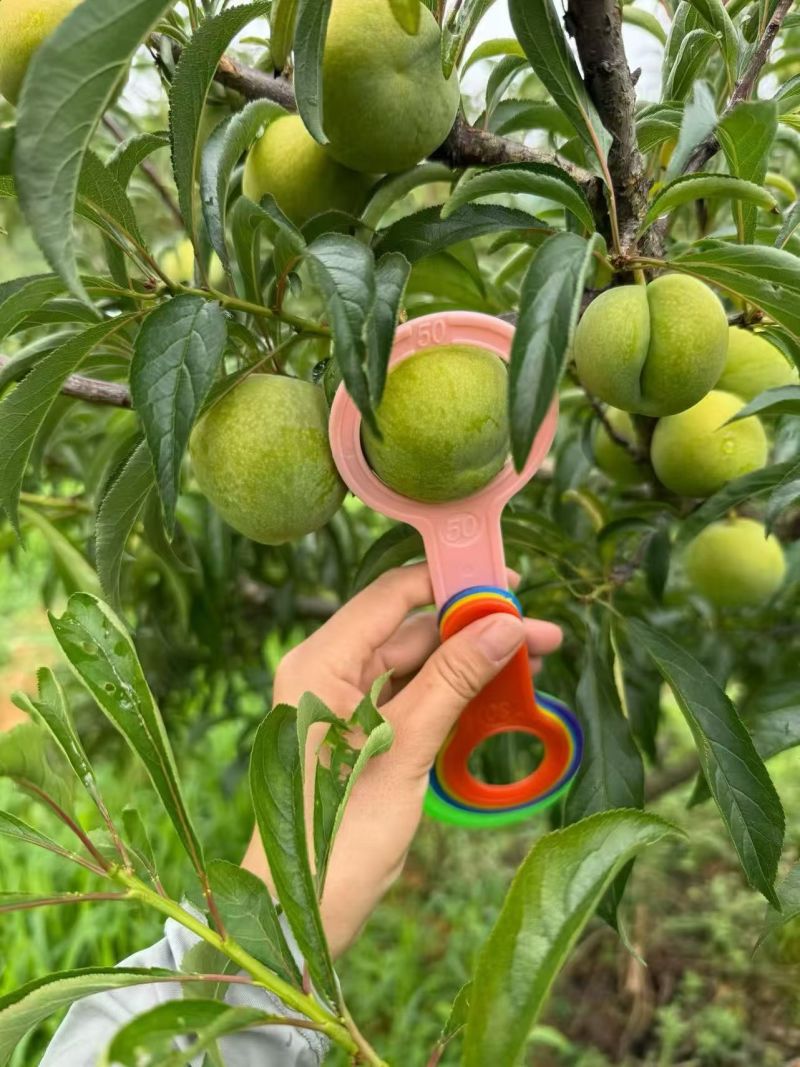 贵州六马蜂糖李
