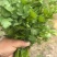 精品大叶香菜，本地大量供应中，全国可发，一条龙服务