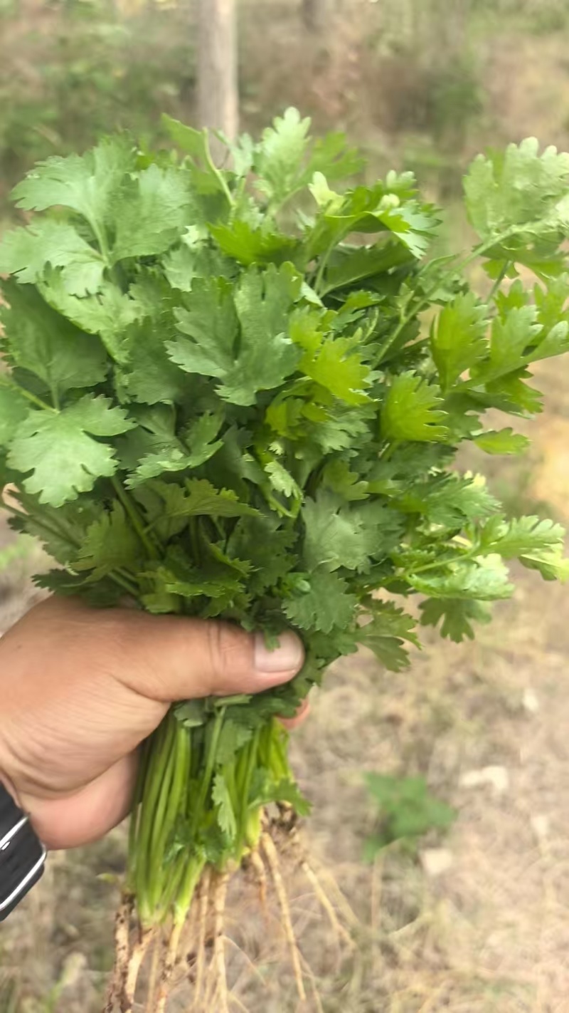 精品大叶香菜，本地大量供应中，全国可发，一条龙服务