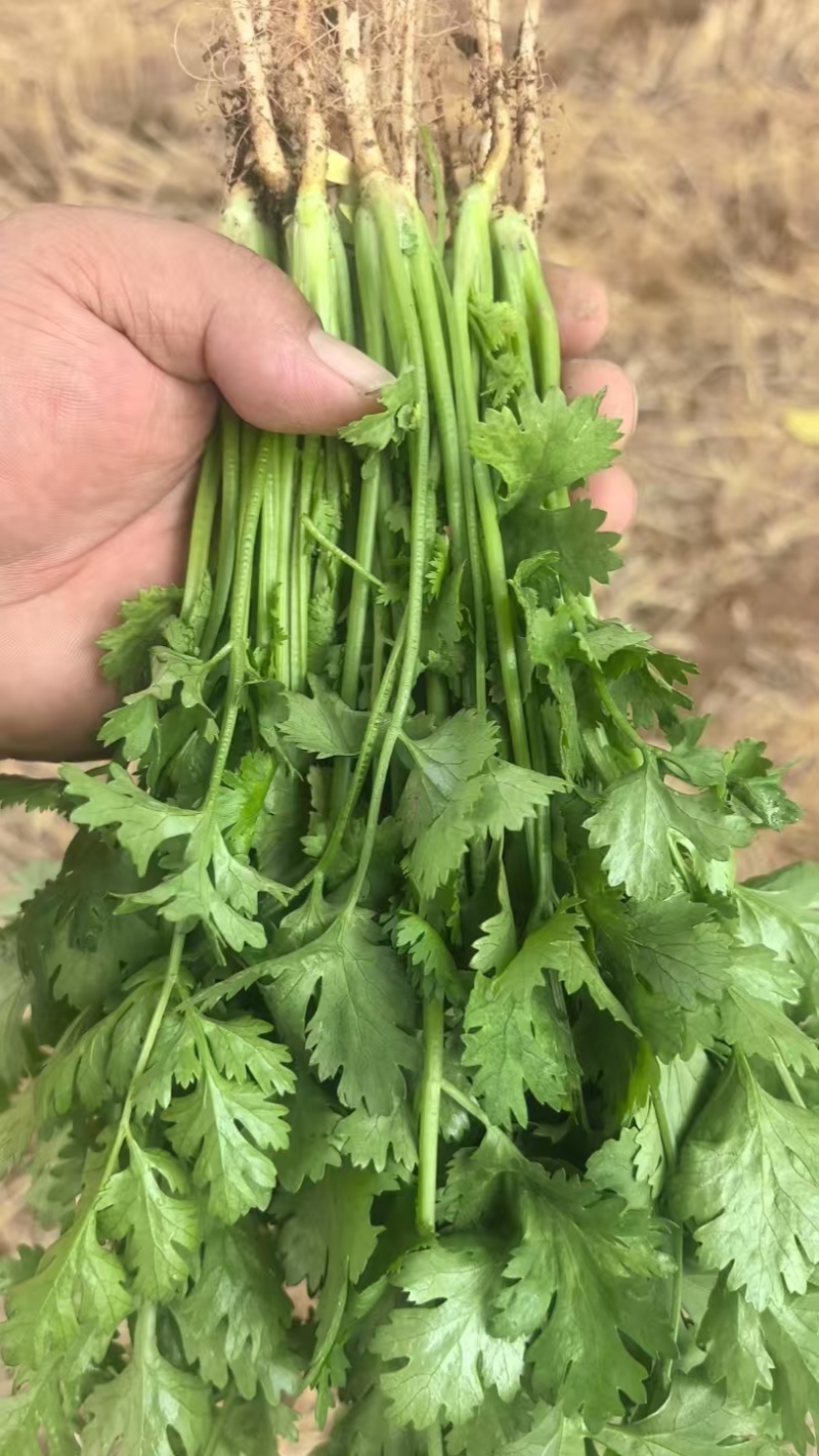 精品大叶香菜，本地大量供应中，全国可发，一条龙服务