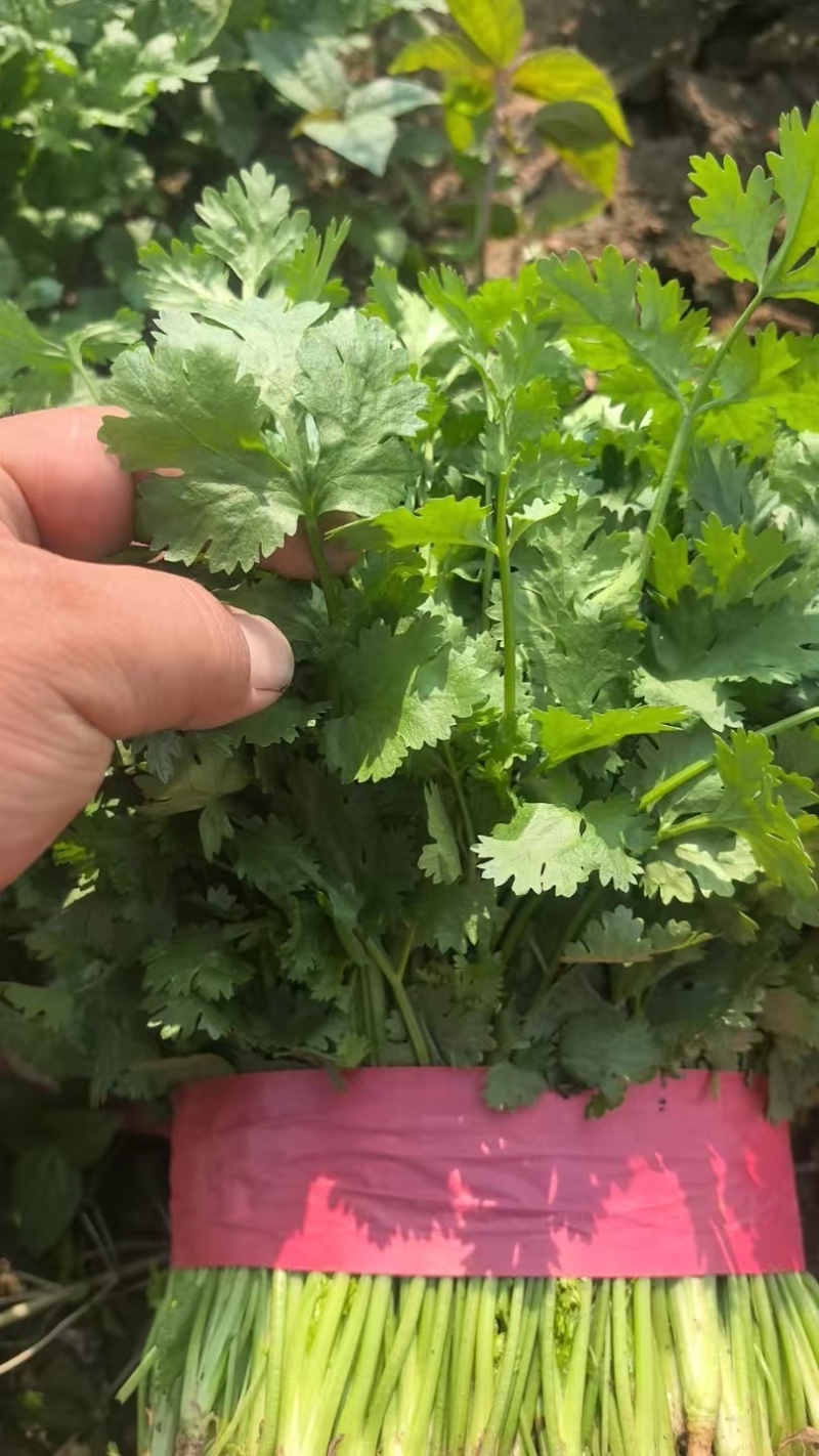 精品大叶香菜，本地大量供应中，全国可发，一条龙服务