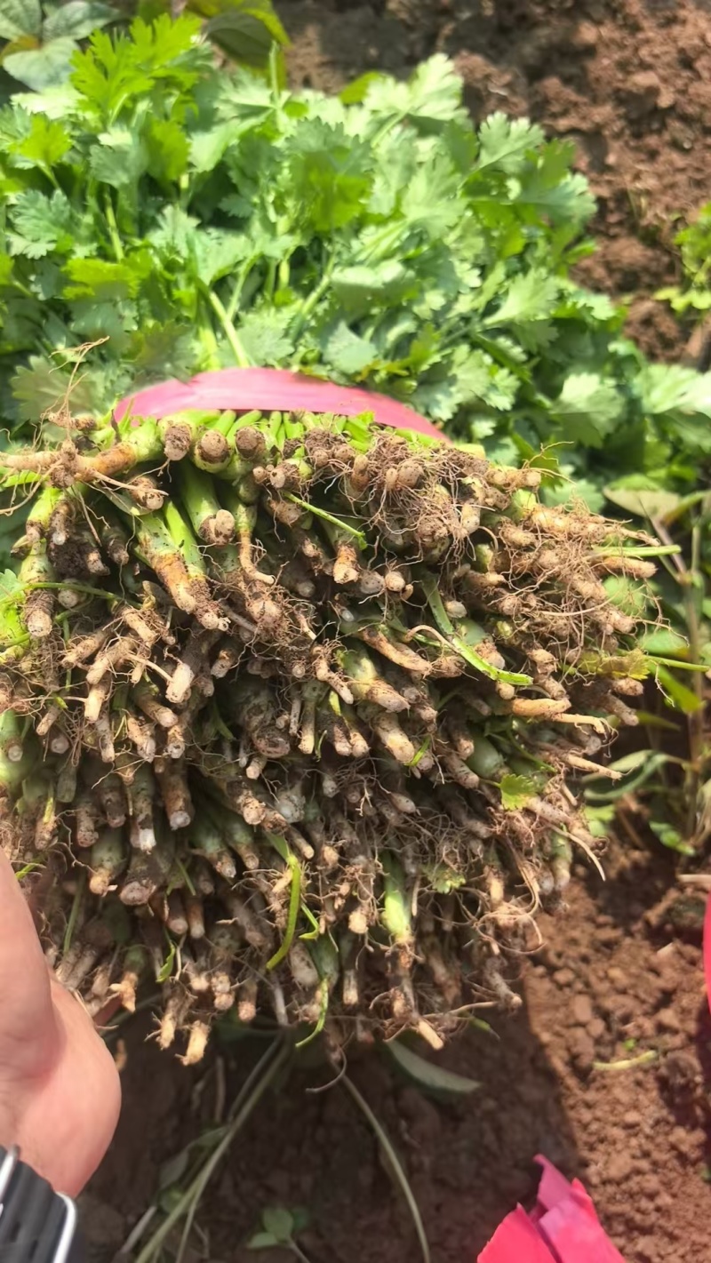精品大叶香菜，本地大量供应中，全国可发，一条龙服务