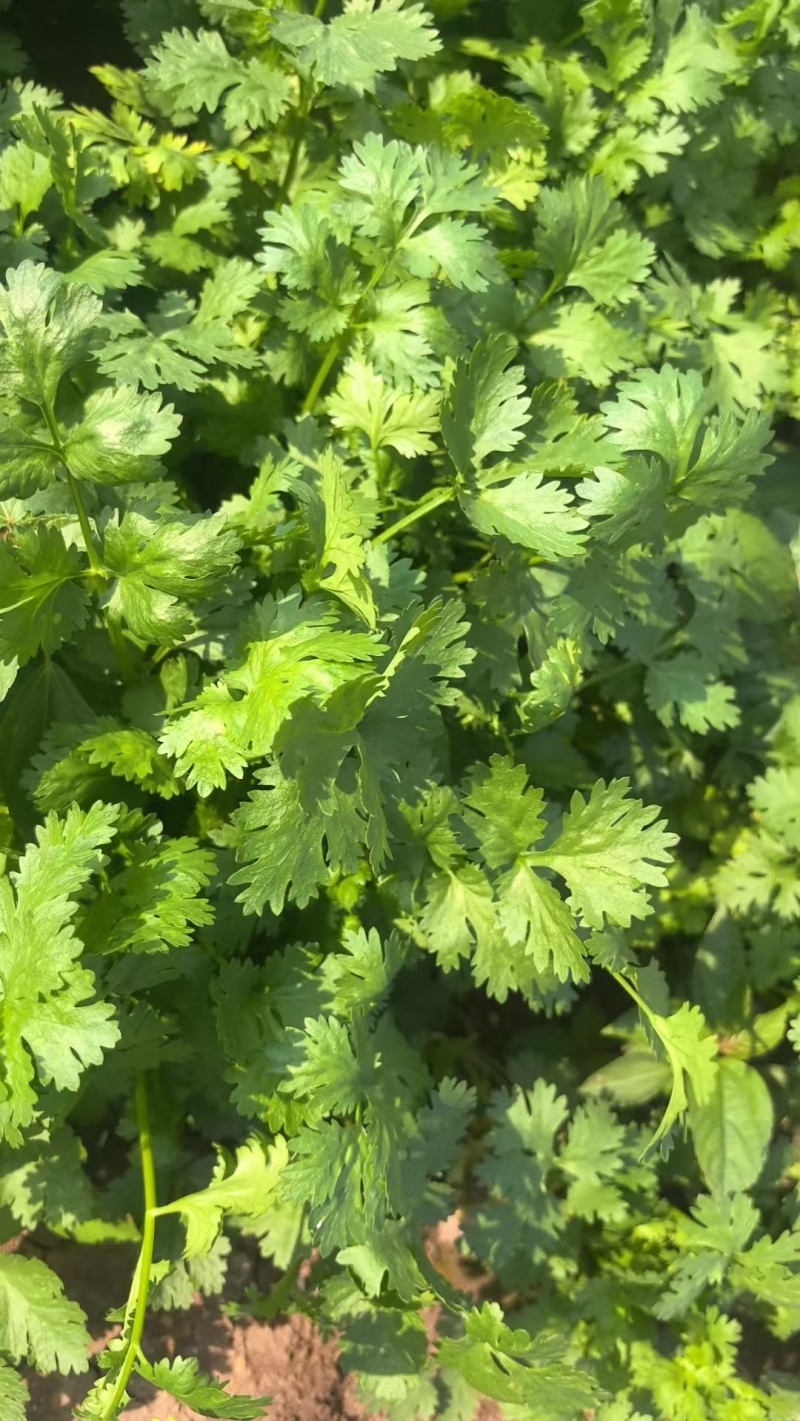 精品大叶香菜，本地大量供应中，全国可发，一条龙服务