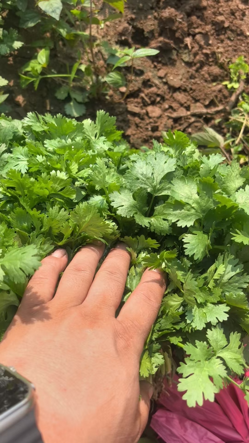 精品大叶香菜，本地大量供应中，全国可发，一条龙服务