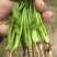 精品大叶香菜，本地大量供应中，全国可发，一条龙服务
