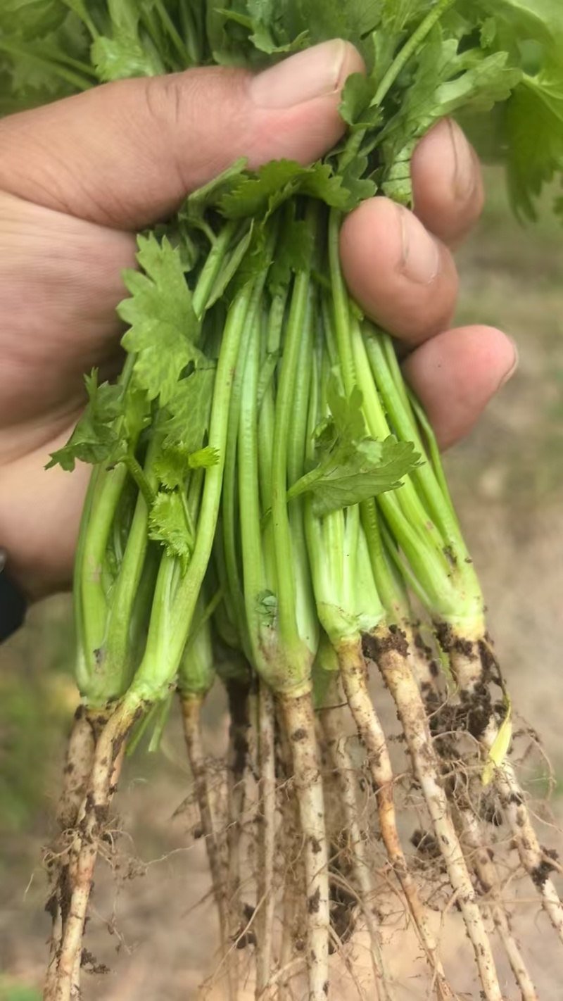 精品大叶香菜，本地大量供应中，全国可发，一条龙服务