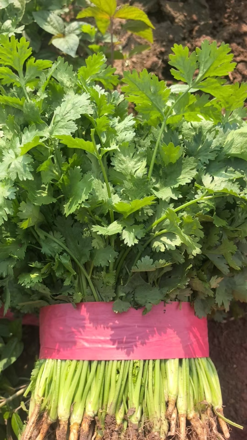 精品大叶香菜，本地大量供应中，全国可发，一条龙服务
